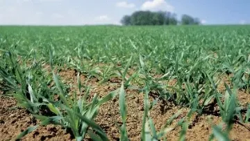 Comment réussir le désherbage de sortie d’hiver de l’orge ?